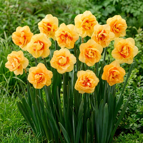 Narcissus (Daffodil) Boaz - for Sale Narcissus (Daffodil) Boaz