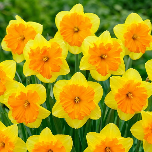Narcissus (Daffodil) Congress - for Sale Narcissus (Daffodil) Congress
