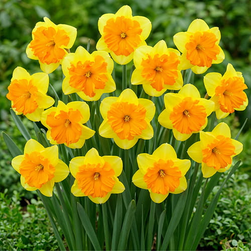 Narcissus (Daffodil) Congress - for Sale Narcissus (Daffodil) Congress