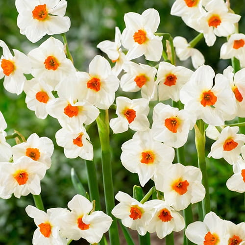 Narcissus (Daffodil) Cragford - for Sale Narcissus (Daffodil) Cragford