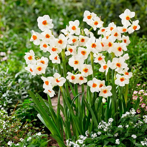Narcissus (Daffodil) Cragford - for Sale Narcissus (Daffodil) Cragford