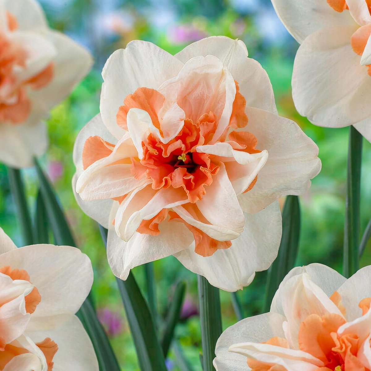 Narcis (Daffodil) Delnashaugh - for Sale Narcis (Daffodil) Delnashaugh