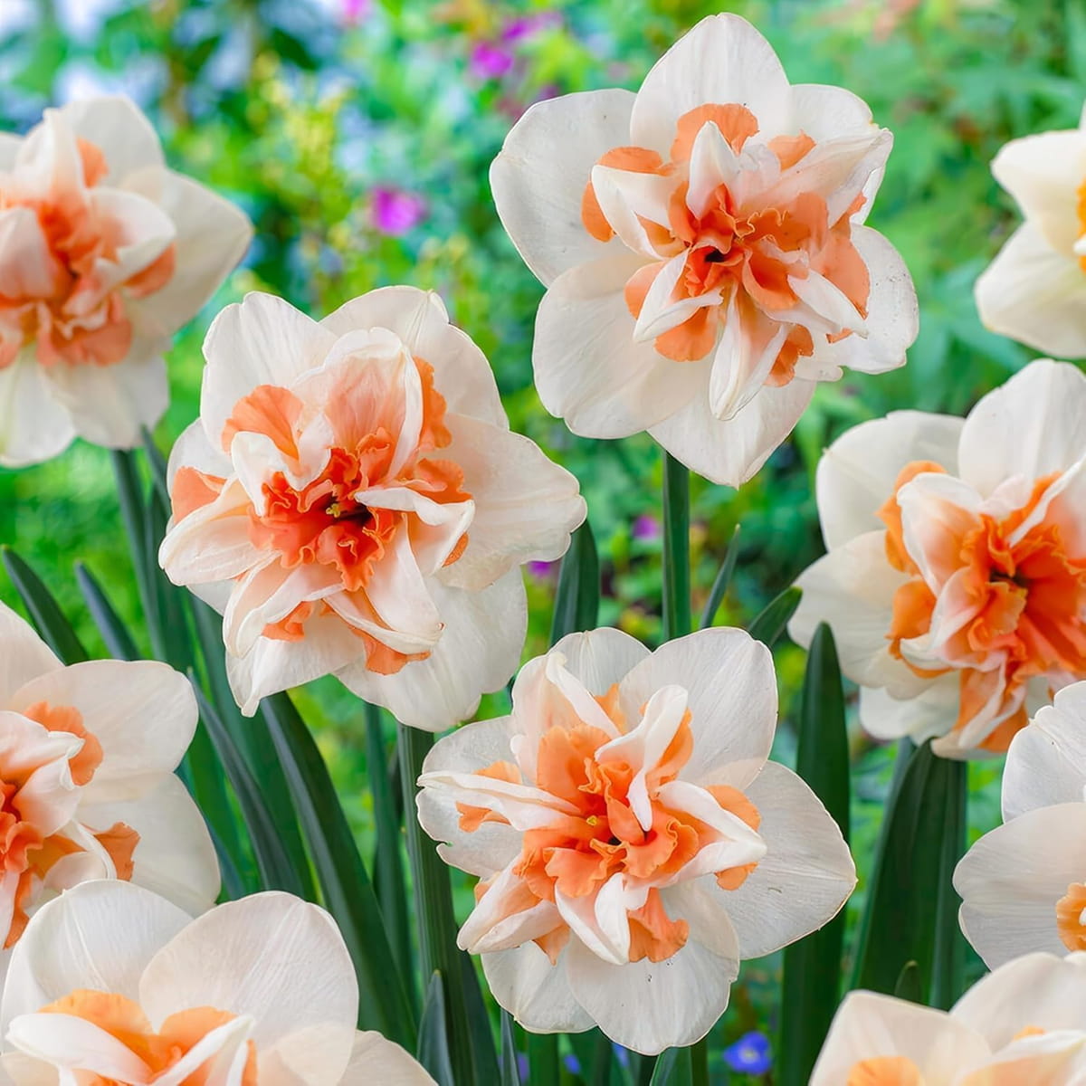 Narcis (Daffodil) Delnashaugh - for Sale Narcis (Daffodil) Delnashaugh