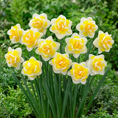 Narcissus (Daffodil) Doctor Witteveen - for Sale Narcissus (Daffodil) Doctor Witteveen