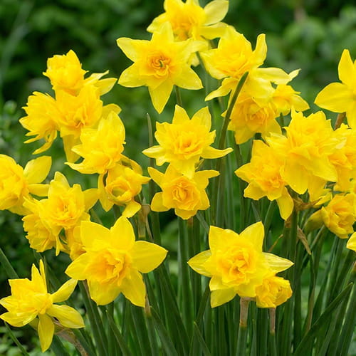 Narcissus (Daffodil) Double Campernelle - for Sale Narcissus (Daffodil) Double Campernelle
