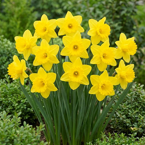 Narciso Dutch Master - for Sale Narciso Dutch Master