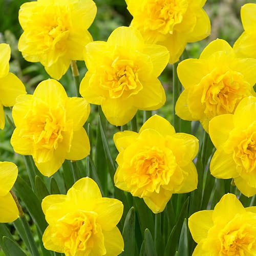 Narcissus (Daffodil) Eastertide - for Sale Narcissus (Daffodil) Eastertide
