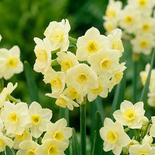 Narcissus (Daffodil) Grand Primo Citronière - for Sale Narcissus (Daffodil) Grand Primo Citronière