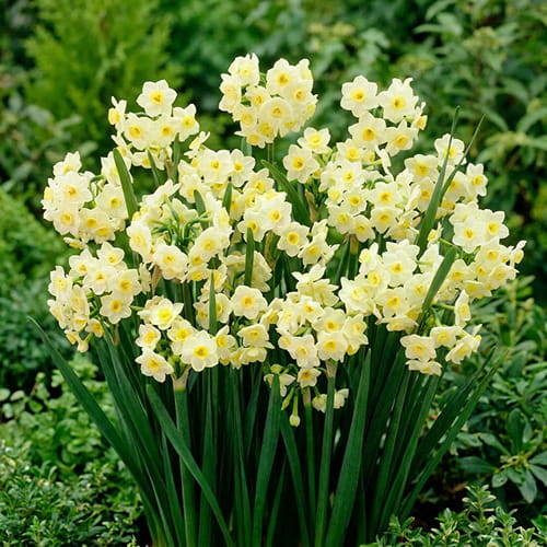 Narcissus (Daffodil) Grand Primo Citronière - for Sale Narcissus (Daffodil) Grand Primo Citronière