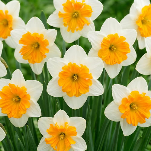 Narcissus (Daffodil) Hungarian Rhapsody - for Sale Narcissus (Daffodil) Hungarian Rhapsody