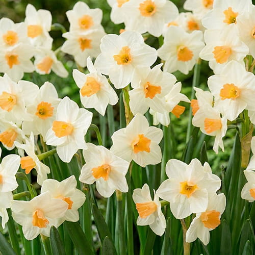 Narcissus (Daffodil) Kapiti Peach - for Sale Narcissus (Daffodil) Kapiti Peach
