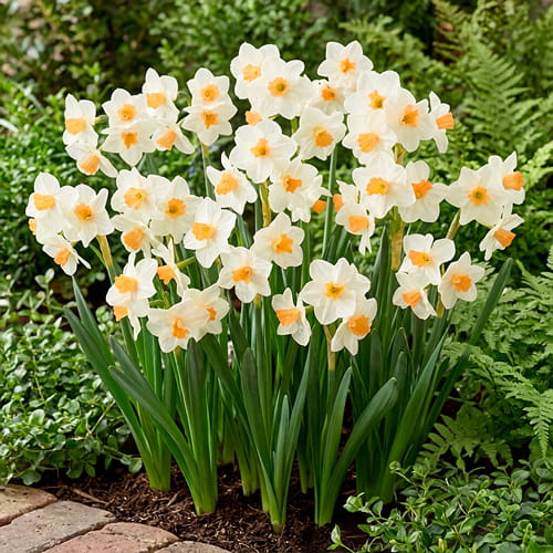 Narcissus (Daffodil) Kapiti Peach - for Sale Narcissus (Daffodil) Kapiti Peach