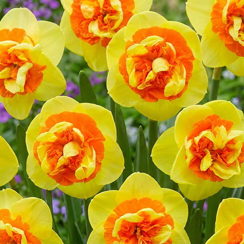 Narcissus (Daffodil) Kiwi Sunset - for Sale Narcissus (Daffodil) Kiwi Sunset