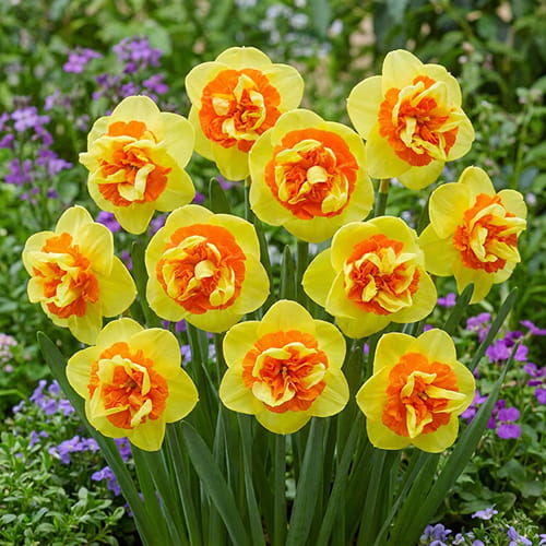 Narcissus (Daffodil) Kiwi Sunset - for Sale Narcissus (Daffodil) Kiwi Sunset