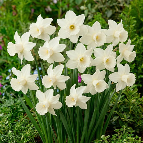 Narcissus (Daffodil) Lady Madonna - for Sale Narcissus (Daffodil) Lady Madonna