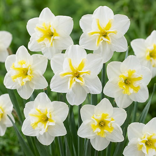 Narcissus (Daffodil) Lemon Beauty - for Sale Narcissus (Daffodil) Lemon Beauty