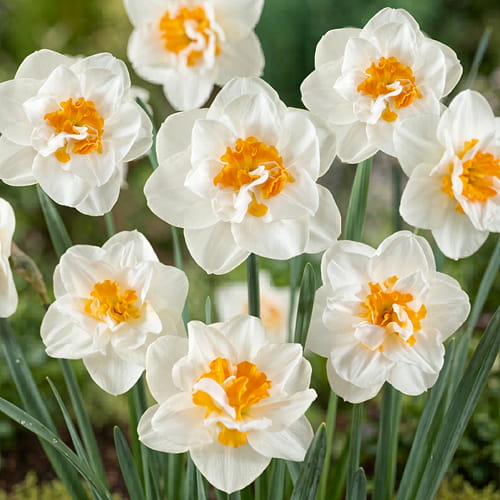 Narcissus (Daffodil) Madison - for Sale Narcissus (Daffodil) Madison