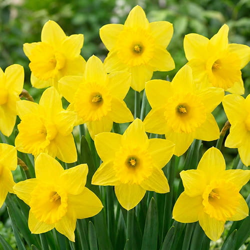 Narcissus (Daffodil) Mando - for Sale Narcissus (Daffodil) Mando