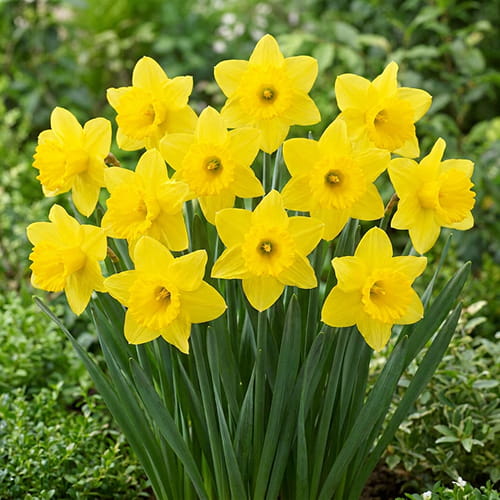Narcissus (Daffodil) Mando - for Sale Narcissus (Daffodil) Mando