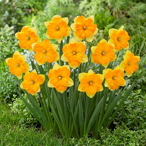 Narcissus (Daffodil) Mondragon - for Sale Narcissus (Daffodil) Mondragon