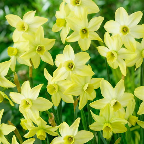 Narcissus (Daffodil) Pacific Hunter - for Sale Narcissus (Daffodil) Pacific Hunter
