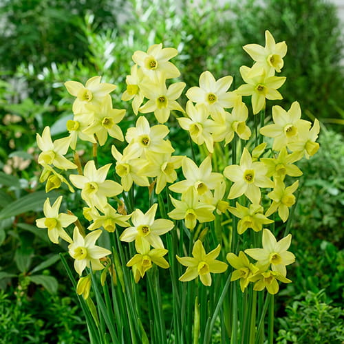Narcissus (Daffodil) Pacific Hunter - for Sale Narcissus (Daffodil) Pacific Hunter
