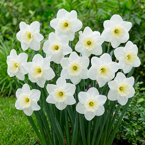 Narcissus (Daffodil) Papillon Blanc - for Sale Narcissus (Daffodil) Papillon Blanc