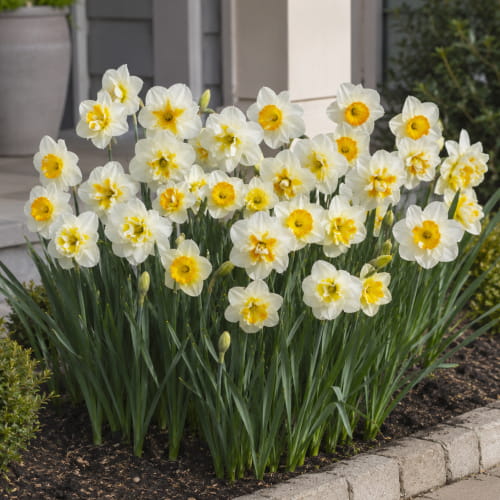 Narcisses (Jonquilles) Pappilion Butterfly Collection - for Sale Narcisses (Jonquilles) Pappilion Butterfly Collection
