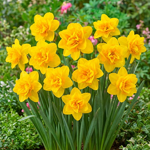 Narcissus (Daffodil) Queens Day - for Sale Narcissus (Daffodil) Queens Day