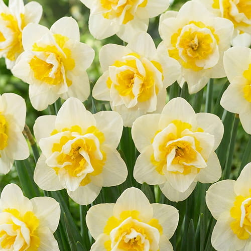 Narcissus (Daffodil) Serena Lodge - for Sale Narcissus (Daffodil) Serena Lodge