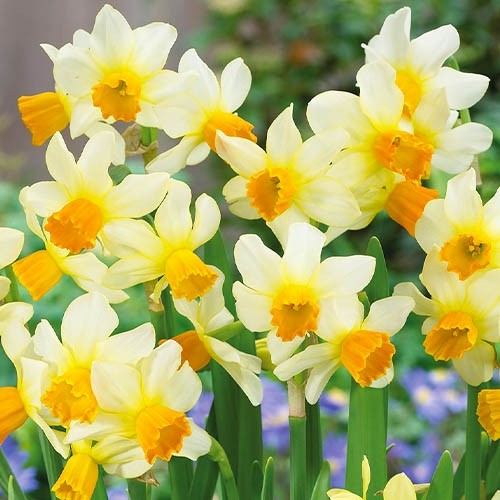 Narcissus (Daffodil) Spring Sunshine - for Sale Narcissus (Daffodil) Spring Sunshine