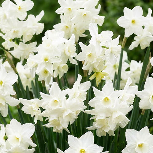 Narcissus (Daffodil) Starlight Sensation - for Sale Narcissus (Daffodil) Starlight Sensation