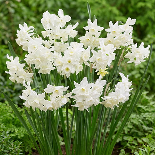 Narcissus (Daffodil) Starlight Sensation - for Sale Narcissus (Daffodil) Starlight Sensation