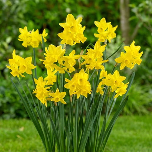 Narciso Sunlight Sensation - for Sale Narciso Sunlight Sensation