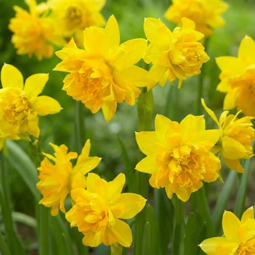 Narciso Tete Boucle - for Sale Narciso Tete Boucle