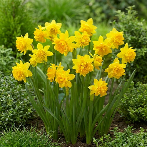 Narciso Tete Boucle - for Sale Narciso Tete Boucle