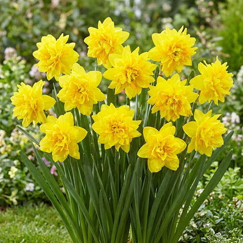 Narcissus (Daffodil) Tete Deluxe - for Sale Narcissus (Daffodil) Tete Deluxe