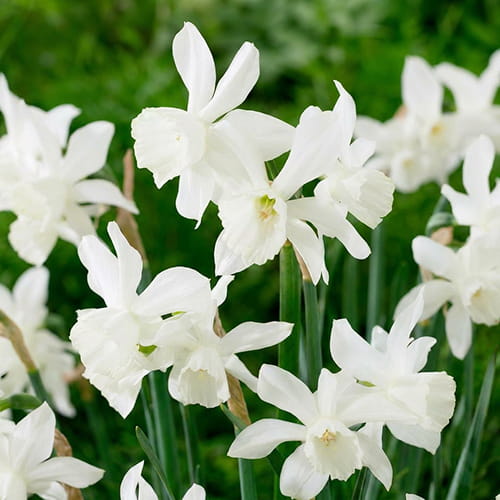 Narcissus (Daffodil) Thalia - for Sale Narcissus (Daffodil) Thalia