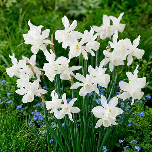 Narcissus (Daffodil) Thalia - for Sale Narcissus (Daffodil) Thalia