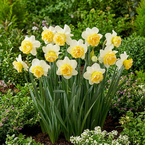 Narcissus (Daffodil) Wave - for Sale Narcissus (Daffodil) Wave