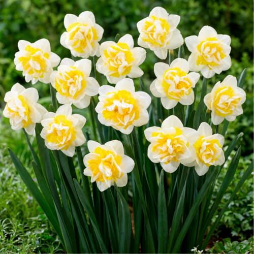 Narcissus (Daffodil) Westward - for Sale Narcissus (Daffodil) Westward