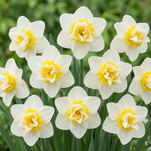 Narcis (Daffodil) White Lion - for Sale Narcis (Daffodil) White Lion
