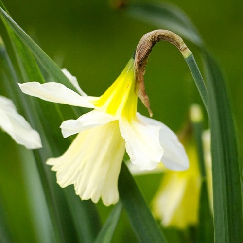 Narcissus (Daffodil) W.P. Milner - for Sale Narcissus (Daffodil) W.P. Milner