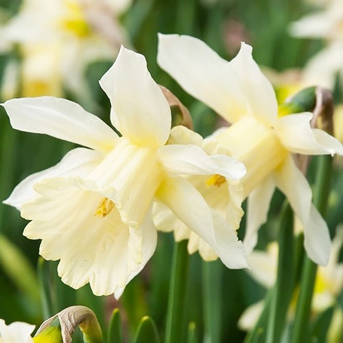 Narcissus (Daffodil) W.P. Milner - for Sale Narcissus (Daffodil) W.P. Milner
