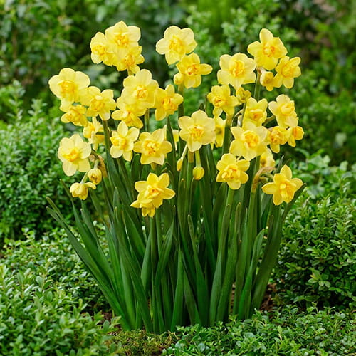 Narciso Yellow Cheerfulness - for Sale Narciso Yellow Cheerfulness