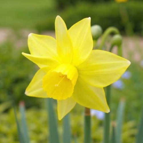 Narciso Yellow Ocean - for Sale Narciso Yellow Ocean