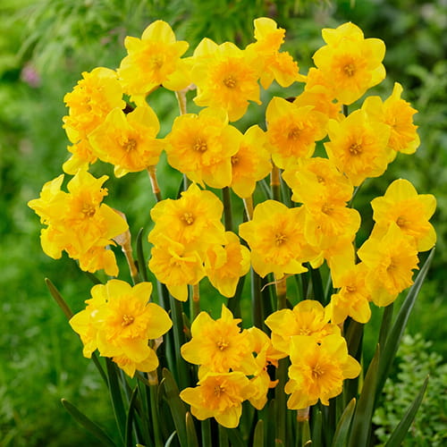 Narcissus (Daffodil) Yellow Parrot - for Sale Narcissus (Daffodil) Yellow Parrot