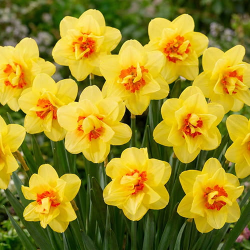 Narcissus (Daffodil) Ascot - for Sale Narcissus (Daffodil) Ascot
