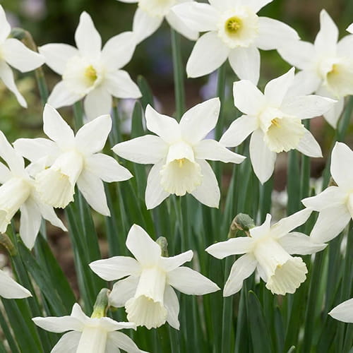 Narcissus (Daffodil) Elka - for Sale Narcissus (Daffodil) Elka