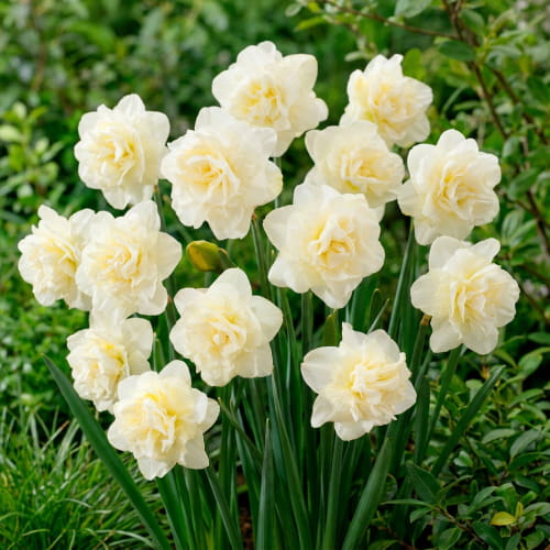 Narcissus (Daffodil) Obdam - for Sale Narcissus (Daffodil) Obdam